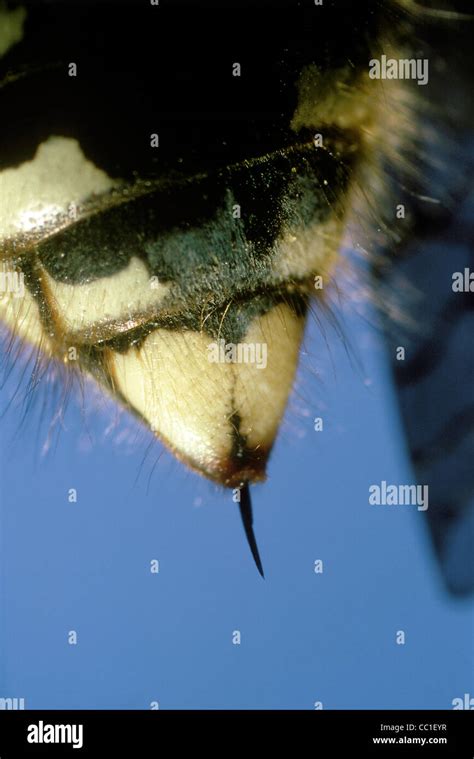 Bald-Faced Hornet Stinger at 8x Stock Photo - Alamy