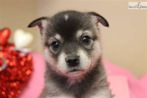 Alaskan Klee Kai puppy for sale near Omaha / Council Bluffs, Nebraska. | d8f6ac88-1b51