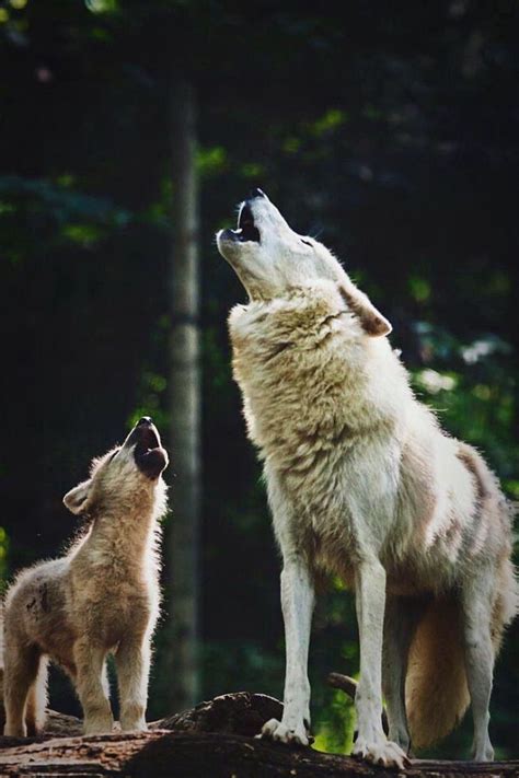 Pictures Of Baby Wolves Howling - Baby Arctic Wolf Learning To Yawn ...