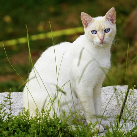 White Cat Blue Eyes Wallpaper | PixLith