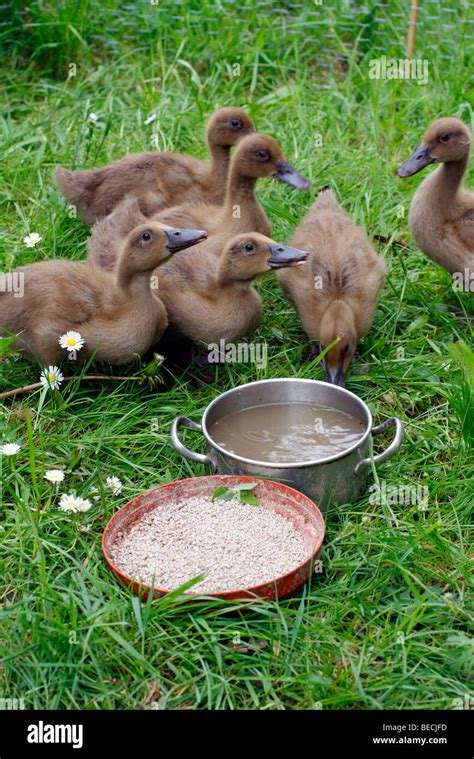 3 week old Khaki Campbell ducklings Stock Photo - Alamy