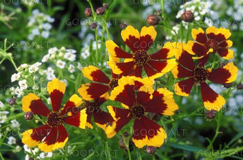 Red and Yellow Daisies Close-Up - GoodSalt