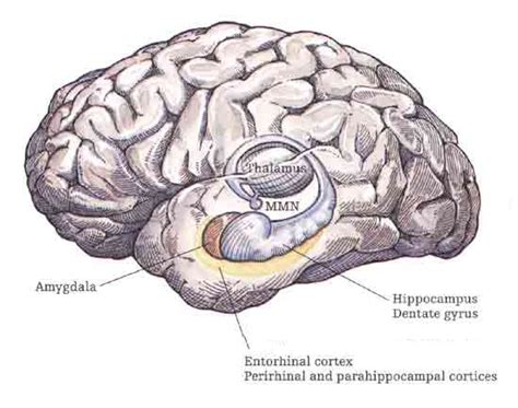 Psychology: Entorhinal Cortex