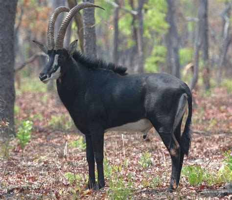 Grazing antelope - Alchetron, The Free Social Encyclopedia