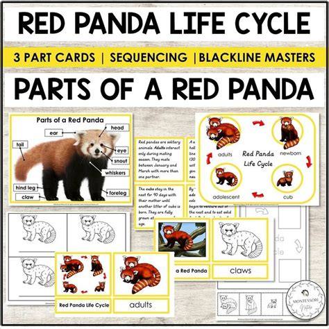 Red Panda Life Cycle and Parts of a Red Panda Printables | Red panda ...