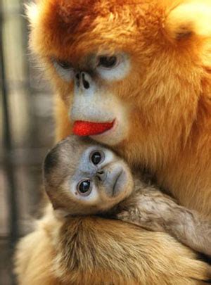 Golden Monkey Baby Goes on Public Display -- china.org.cn