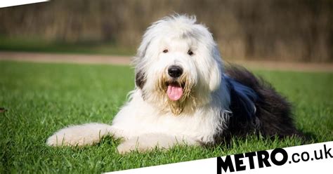 Dulux dogs could be extinct after lowest recorded puppy numbers last year | Metro News