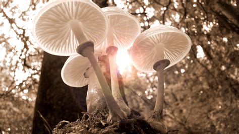 3840x2160 White Mushrooms 4k 4K ,HD 4k Wallpapers,Images,Backgrounds,Photos and Pictures