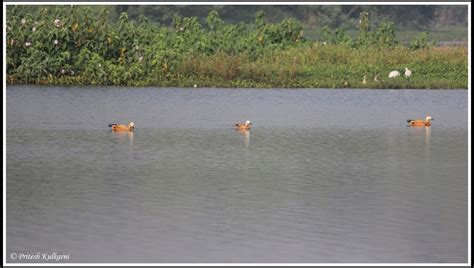 Pashan Lake bird watching 2016, Pune - Travel Blog