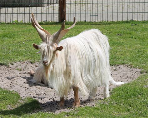 Goat-breed - ZooChat