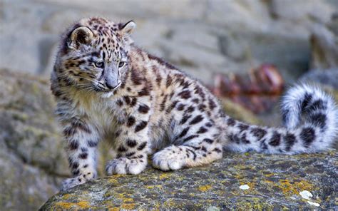 Snow leopard cub wallpaper | 2560x1600 | #14288