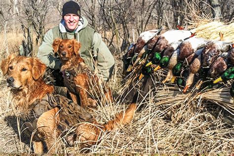 Duck Hunting Golden Retrievers