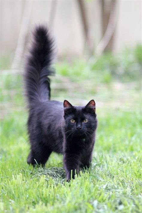 That tail is like a fluffy black beacon. | Cat breeds, Cats, Long haired cats