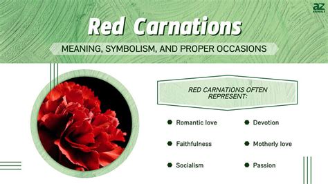 Red Carnation: Meaning, Symbolism, and Proper Occasions - A-Z Animals