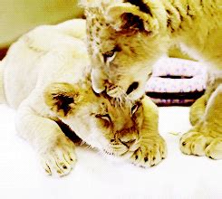 lion cub on Tumblr