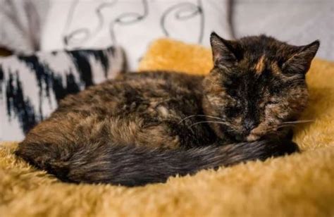 “Flossie”, gata de 26 años recibe Récord Guinness – El Heraldo de San Luis Potosí.