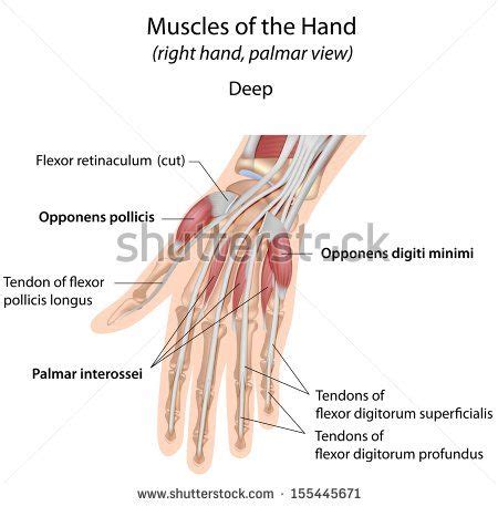 Hand muscles palm deep labeled | Muscular system, Muscle, Muscular