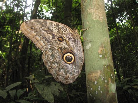 Decomposers In The Amazon Rainforest