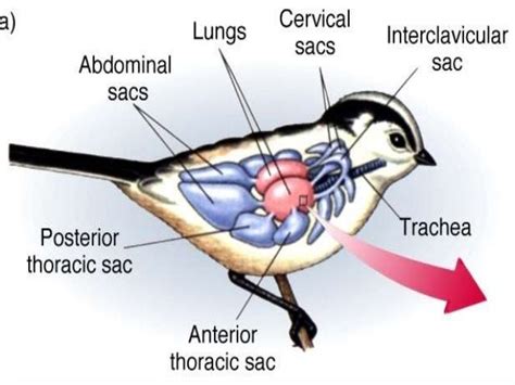 Avian respiration