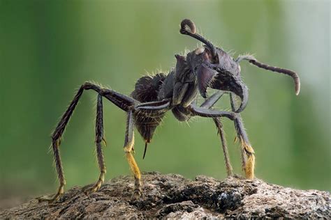 Bullet ant - Amazon ant with world’s most painful insect bite