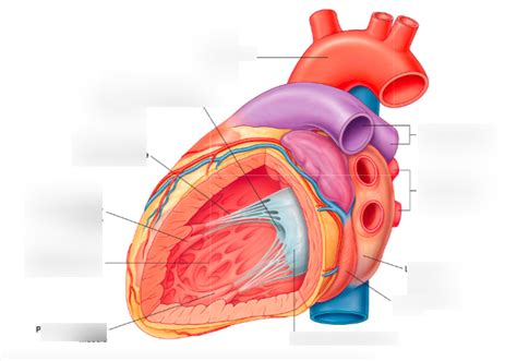 Thorax: Left ventricle (example of ventricle structure) Diagram | Quizlet