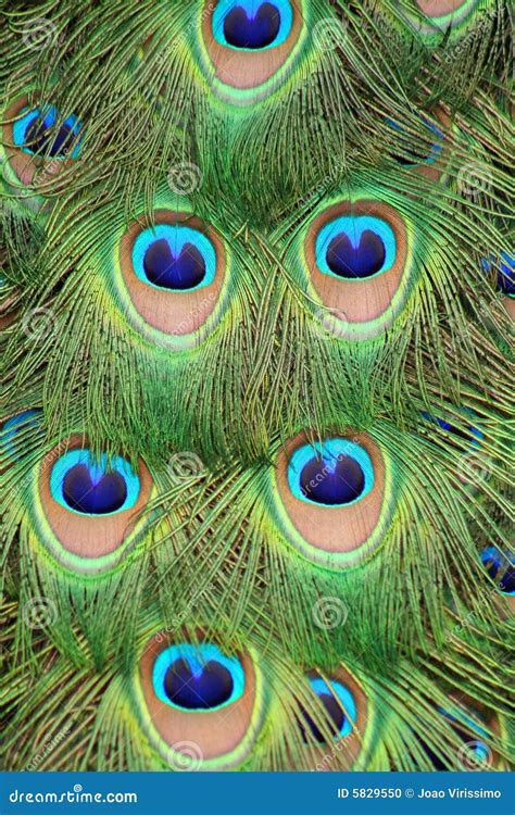 Peacock tail feathers stock photo. Image of soft, eyes - 5829550