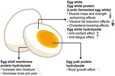 Foods | Free Full-Text | Health Functions of Egg Protein