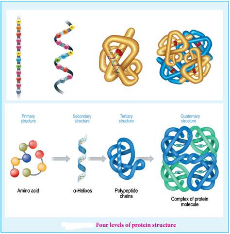 Biomolecules of Proteins