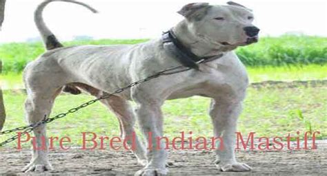 Top 10 Indian dog breeds and their Characteristics - PawFacts&Guide