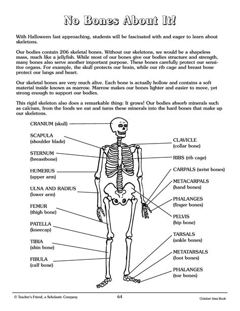 Bone Fractures Worksheet Answers in 2022 | Human body worksheets ...