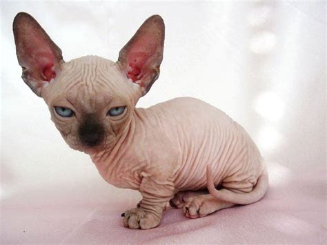 Sphynx Kittens Wallpapers - Wallpaper Cave