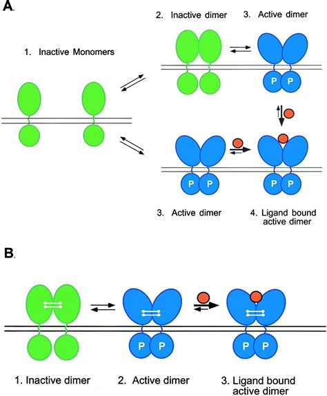 Receptor Tyrosine Kinase Pathway