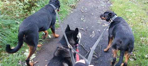 Milo Narla and Simba - Who'll let the dogs out | Facebook