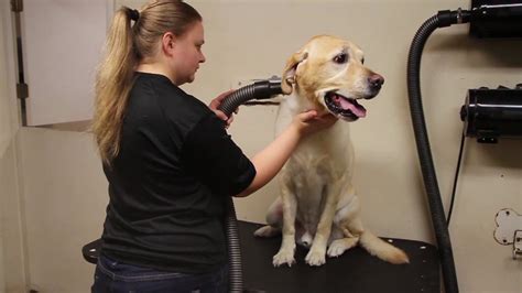 Pawprints Grooming - YouTube