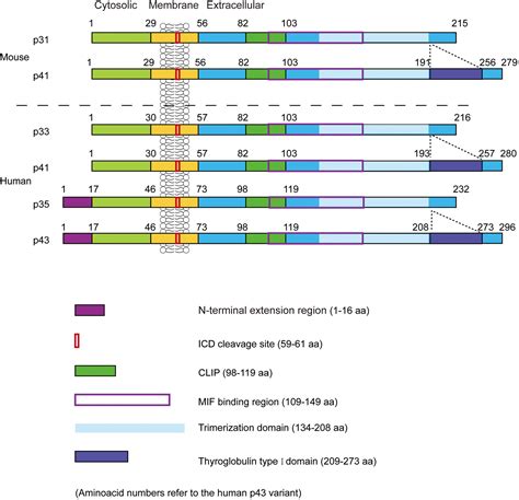 Frontiers | The role of CD74 in cardiovascular disease