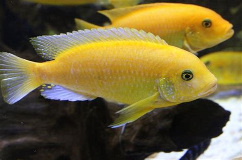 Yellow Lab Cichlid | Cichlids, African cichlids, Fish plants