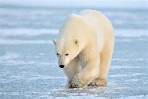 Polar Bear Facts - Fact Animal (2022)