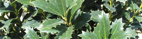 Fact sheet: Oak Leaf holly - UF/IFAS Extension Nassau County