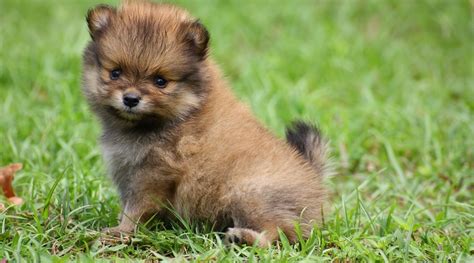 Teacup Pomeranian Breed Information, Puppy Costs & More