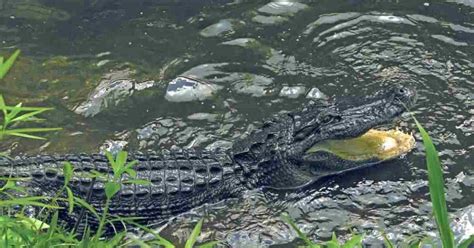 Where to Hunt Alligators | Grand View Outdoors