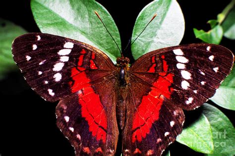 Rainforest Butterfly Ecuador by Thomas R Fletcher