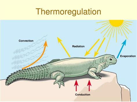 PPT - Thermoregulation PowerPoint Presentation, free download - ID:814812