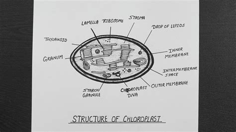 Diagram Of Chloroplast || How To Draw Chloroplast Diagram || NCERT - YouTube