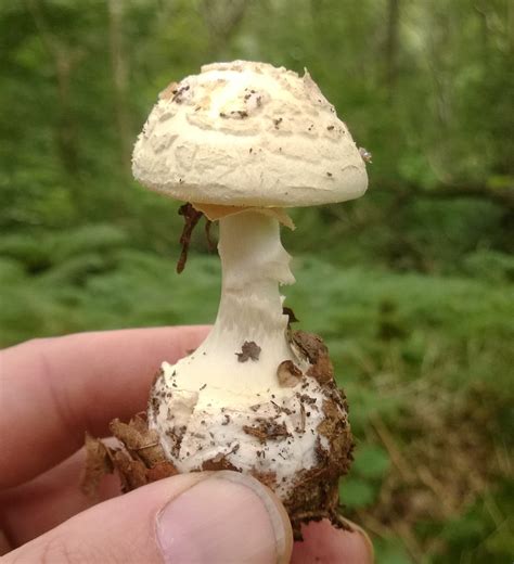 false-deathcap – Galloway Wild Foods