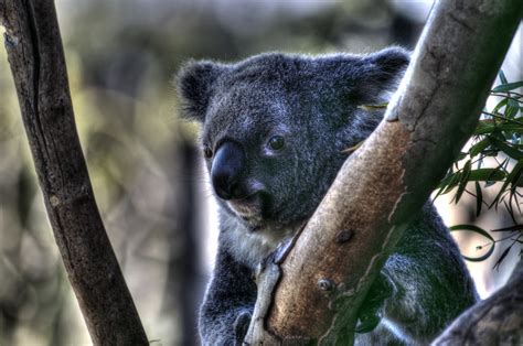 Koala beer Gratis Stock Foto - Public Domain Pictures