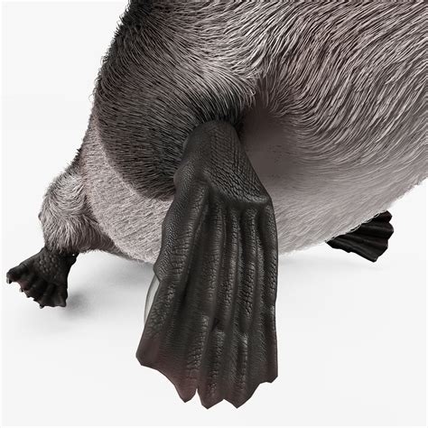 3d platypus fur pose 1