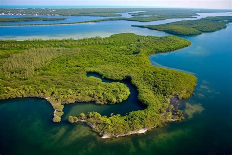 Experience Wildlife Magic at Shell Key Preserve, Florida - City Tips