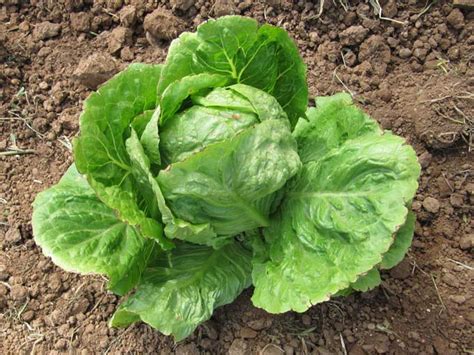 How to Grow Lettuce the Right Way - Gardener's Path