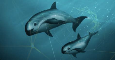 Could AI help save the Vaquita?