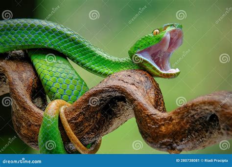 Green Venomous Snake on the Tree Stock Image - Image of poisonous, closeup: 280738081